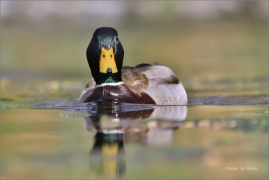 <p>KACHNA DIVOKÁ (Anas platyrhynchos) /Mallard - Stockente/</p>